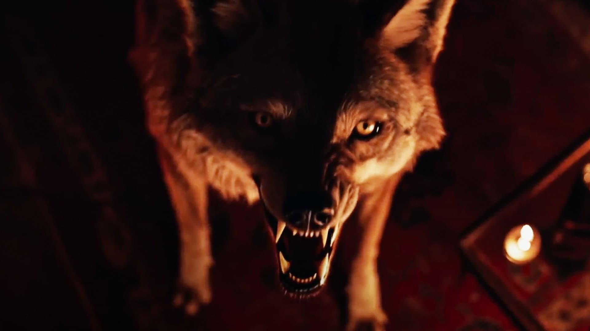 Coyotes - immagine