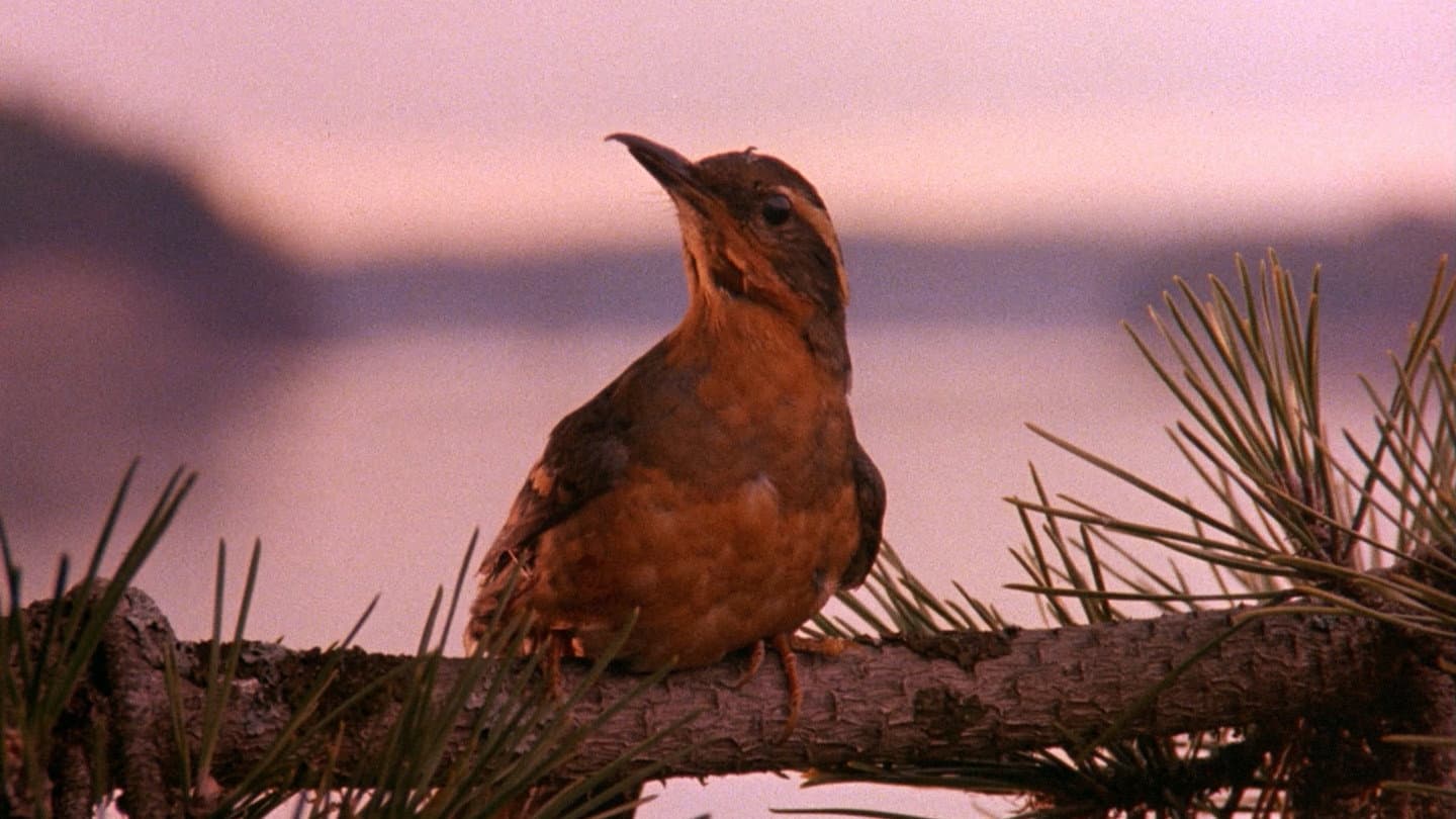 I segreti di Twin Peaks - immagine