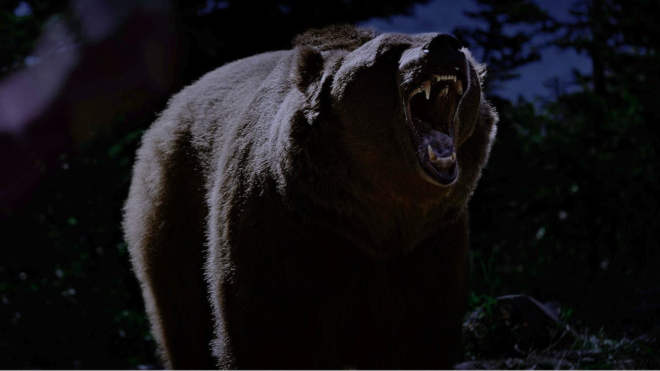 Grizzly Night - immagine