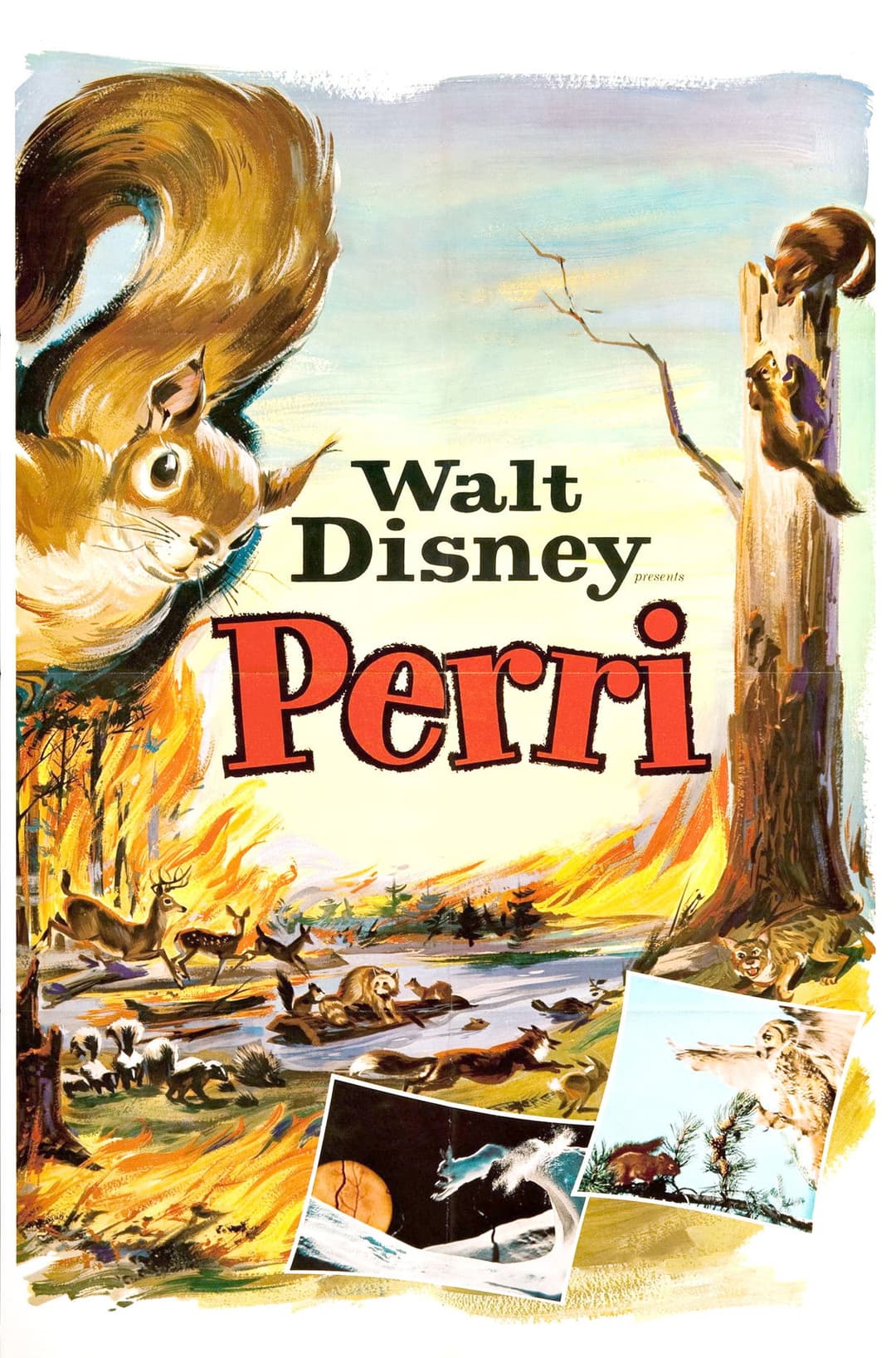Poster di Perri