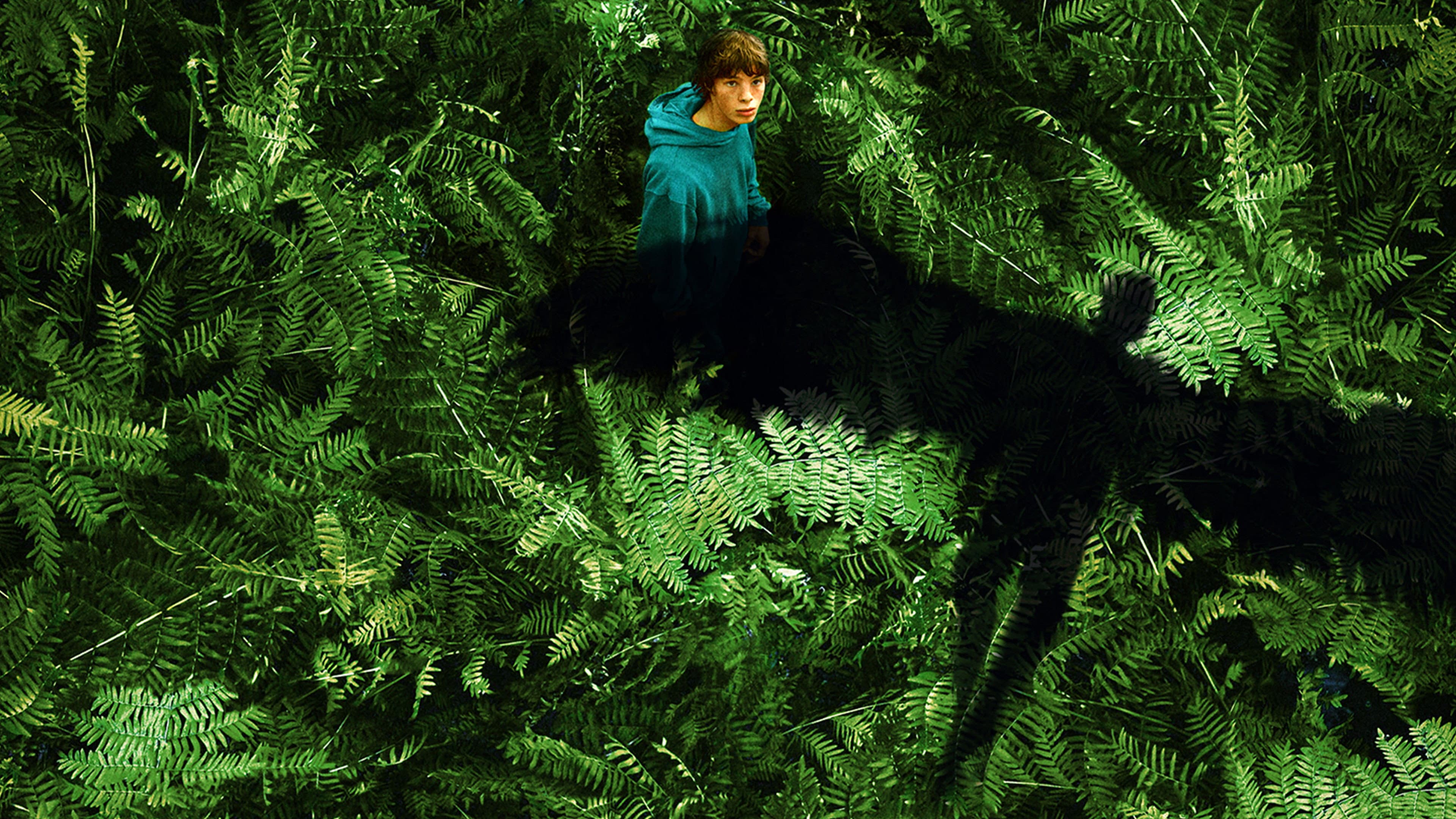 The Animal Kingdom - immagine
