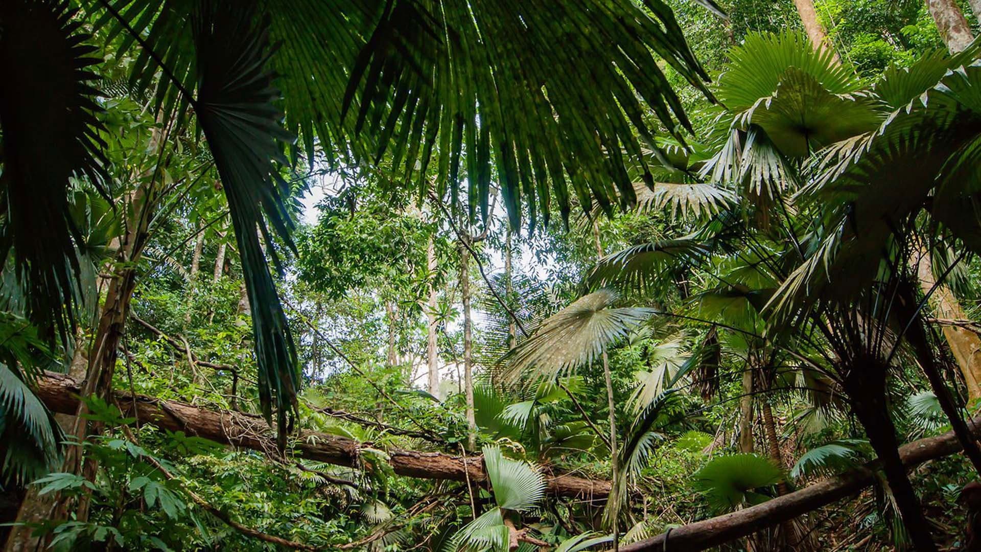 I segreti della Foresta Pluviale - immagine