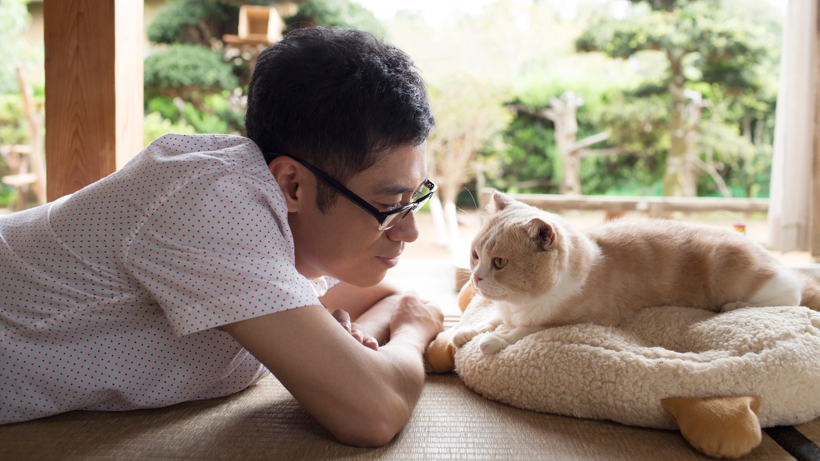ねこあつめの家 - immagine