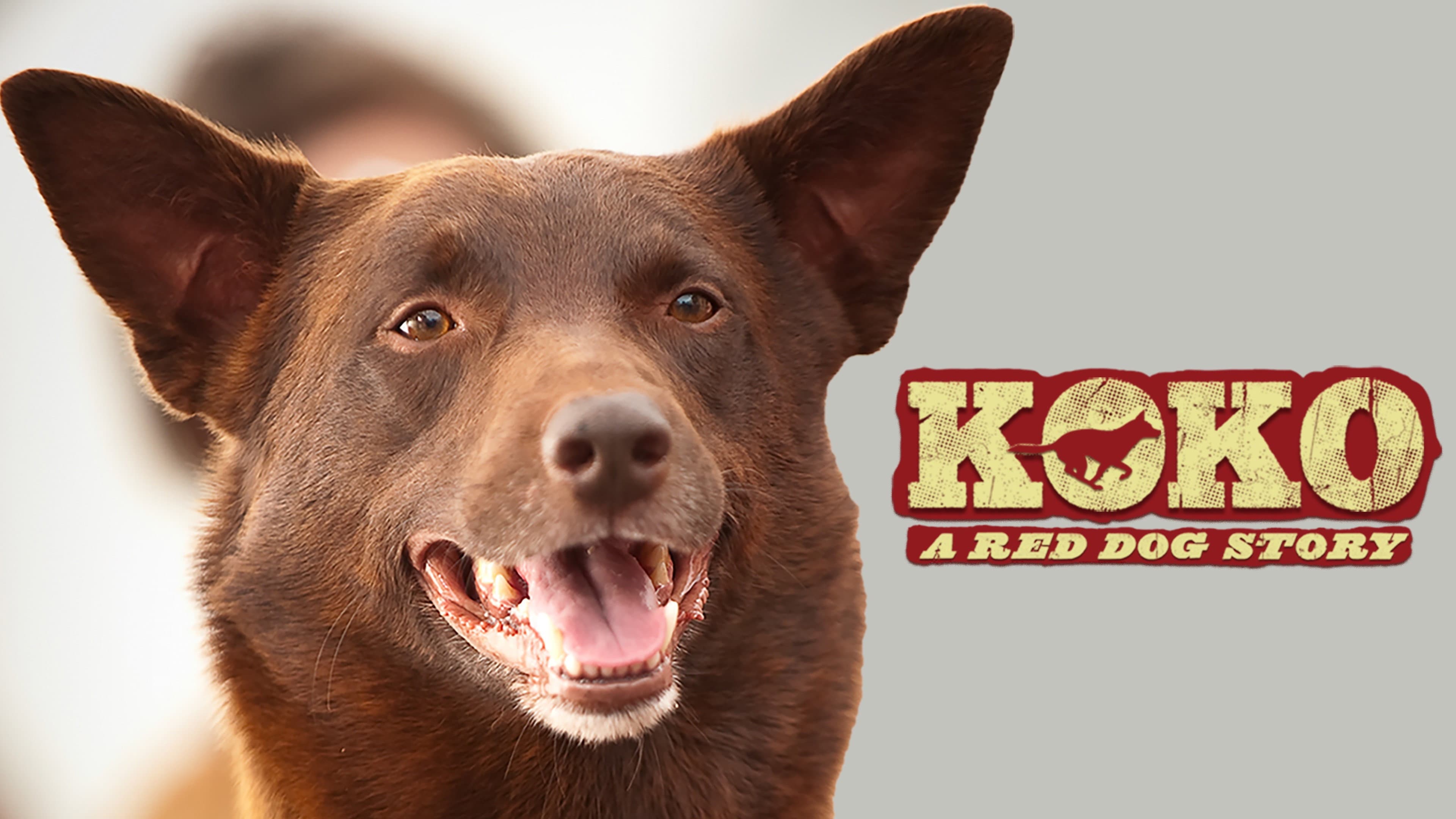 Koko: A Red Dog Story - immagine