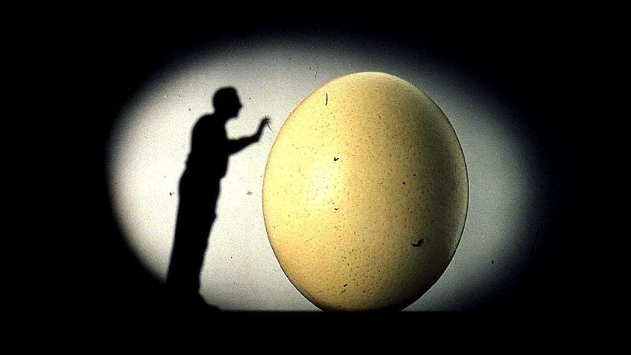 Il mnemonista - immagine