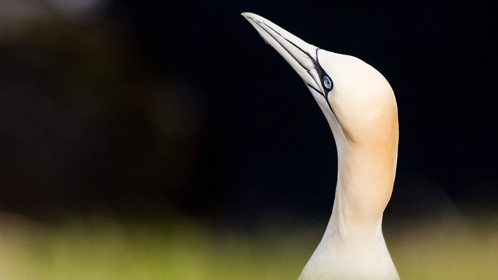 Wild Shetland: Scotland's Viking Frontier - immagine