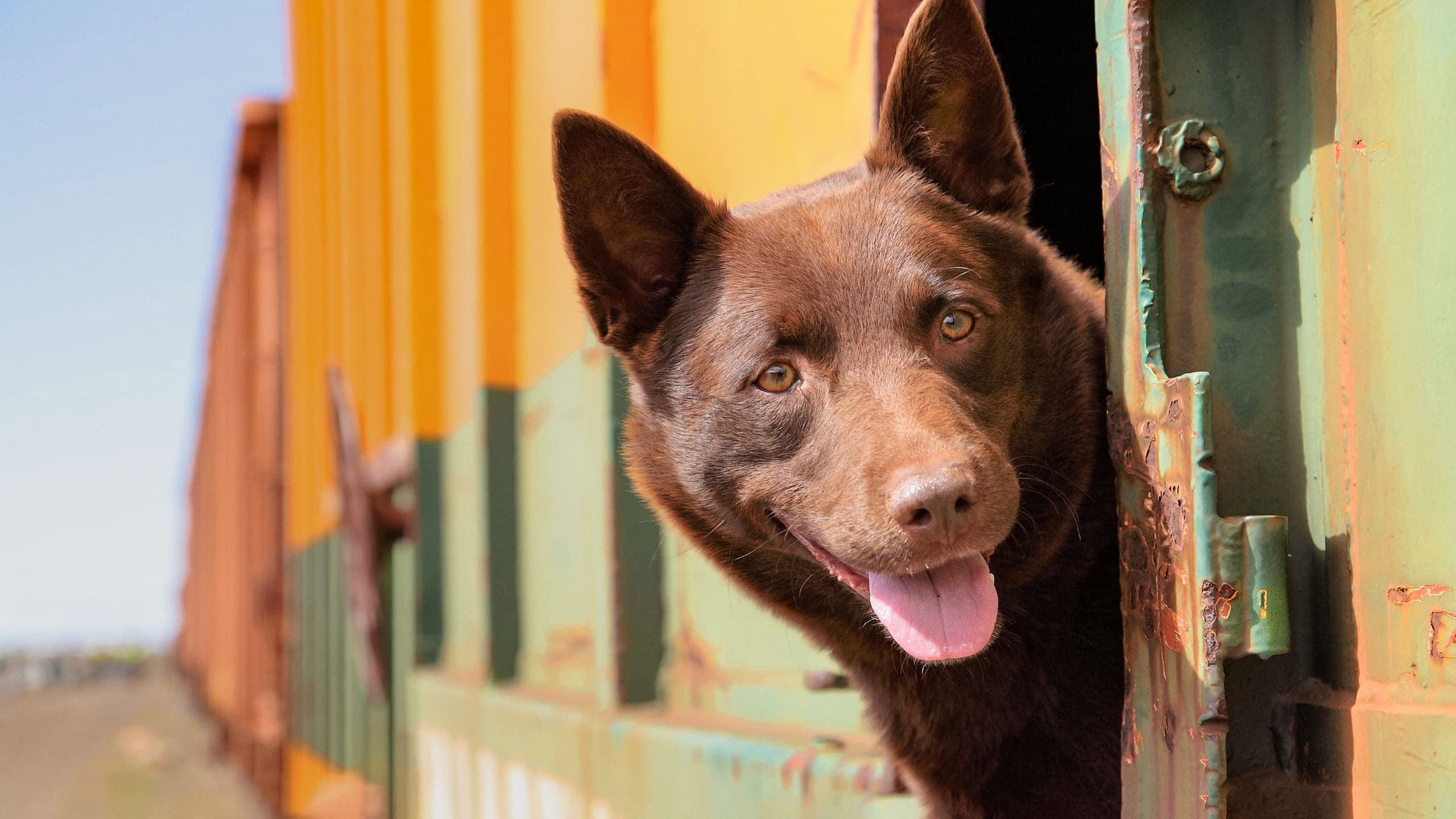 Koko: A Red Dog Story - immagine