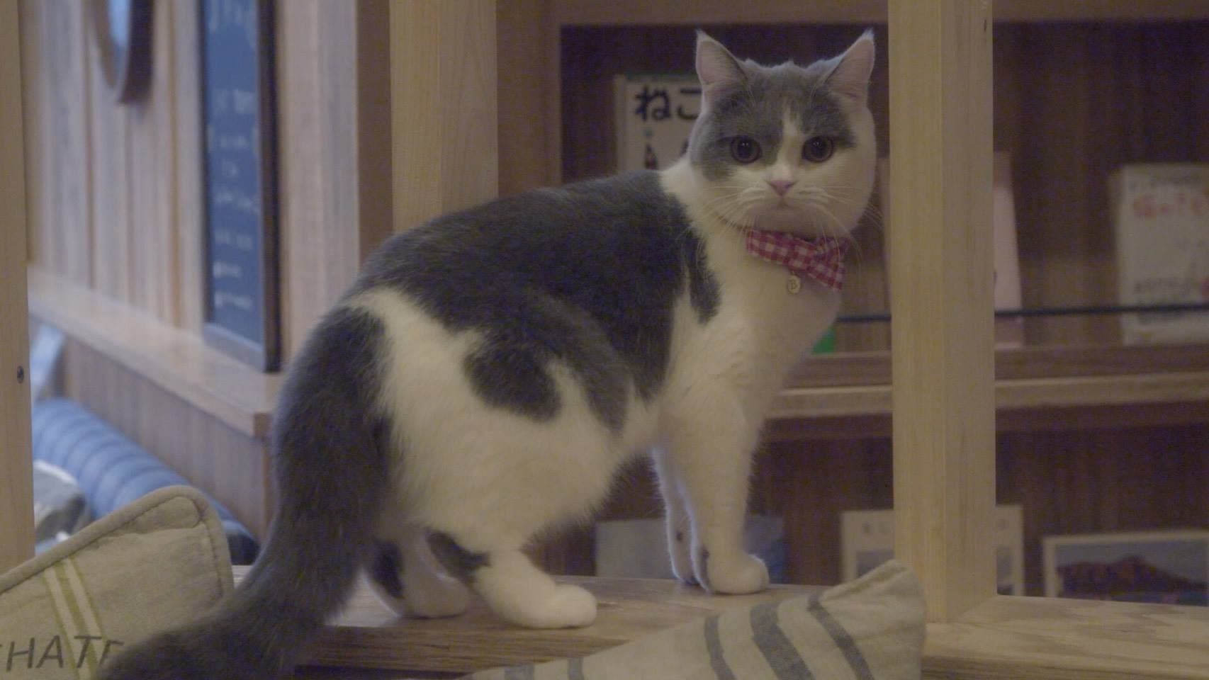 猫カフェ - immagine