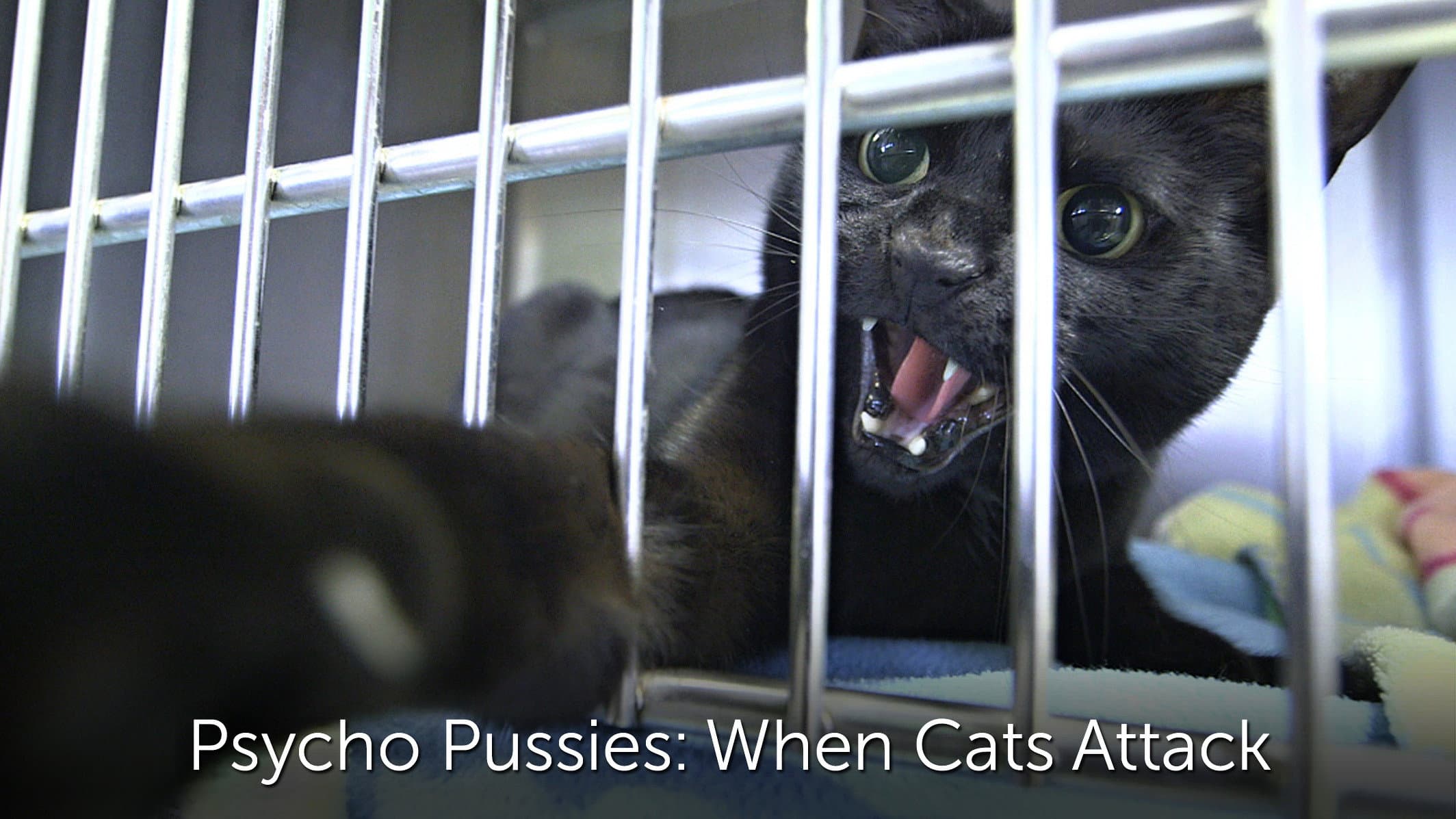 Psycho Pussies: Mad Cat Attacks - immagine