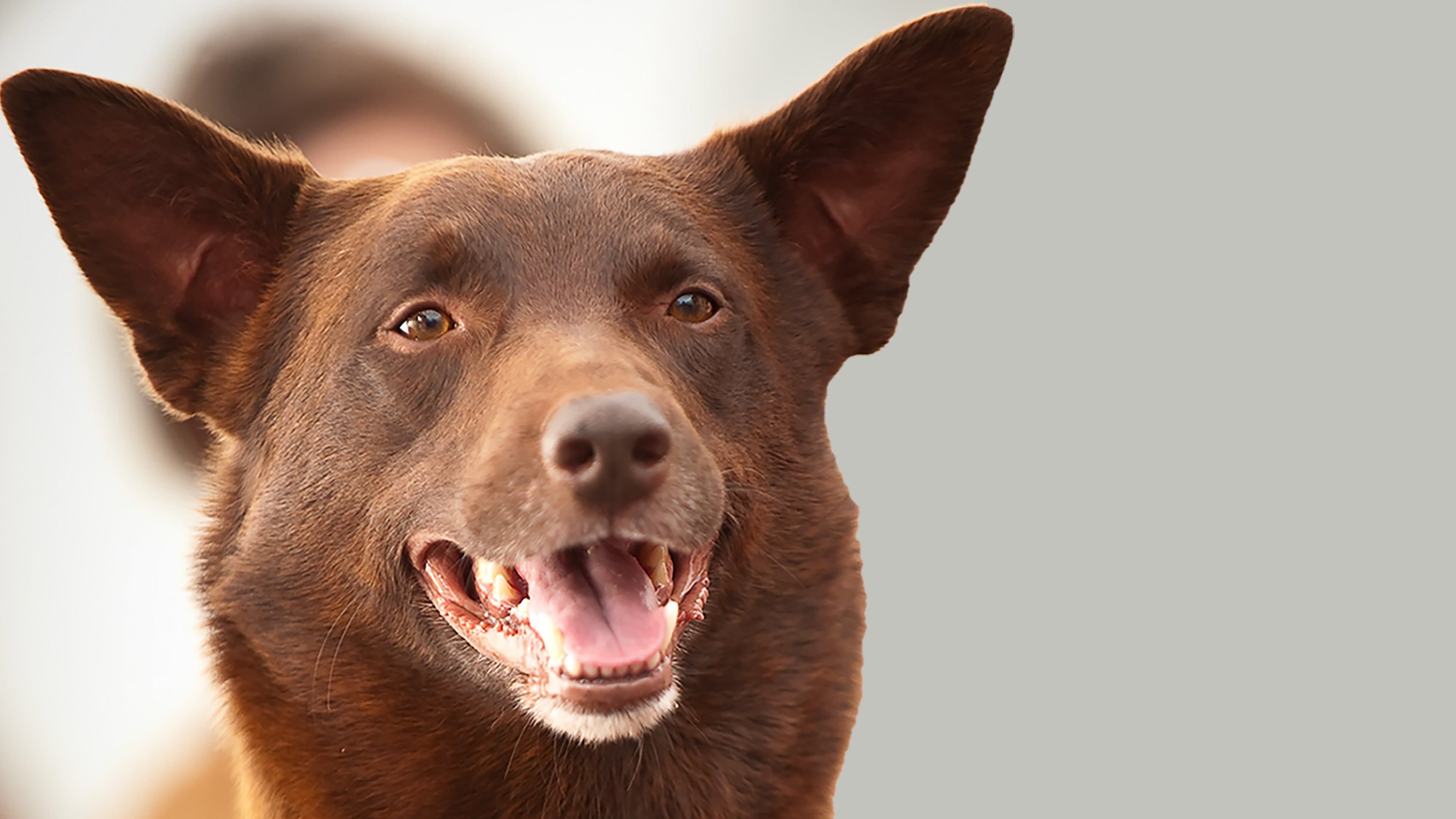 Koko: A Red Dog Story - immagine