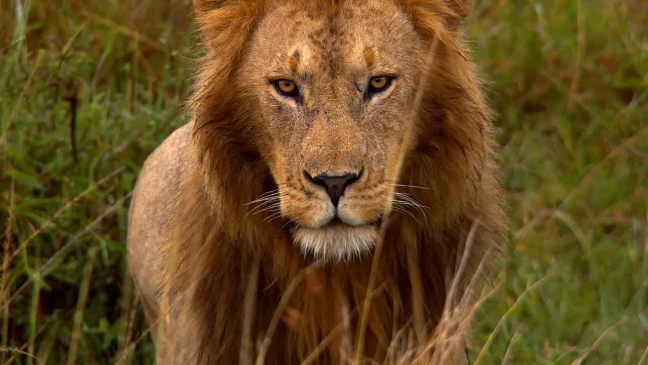 African Cats - Il regno del coraggio - immagine