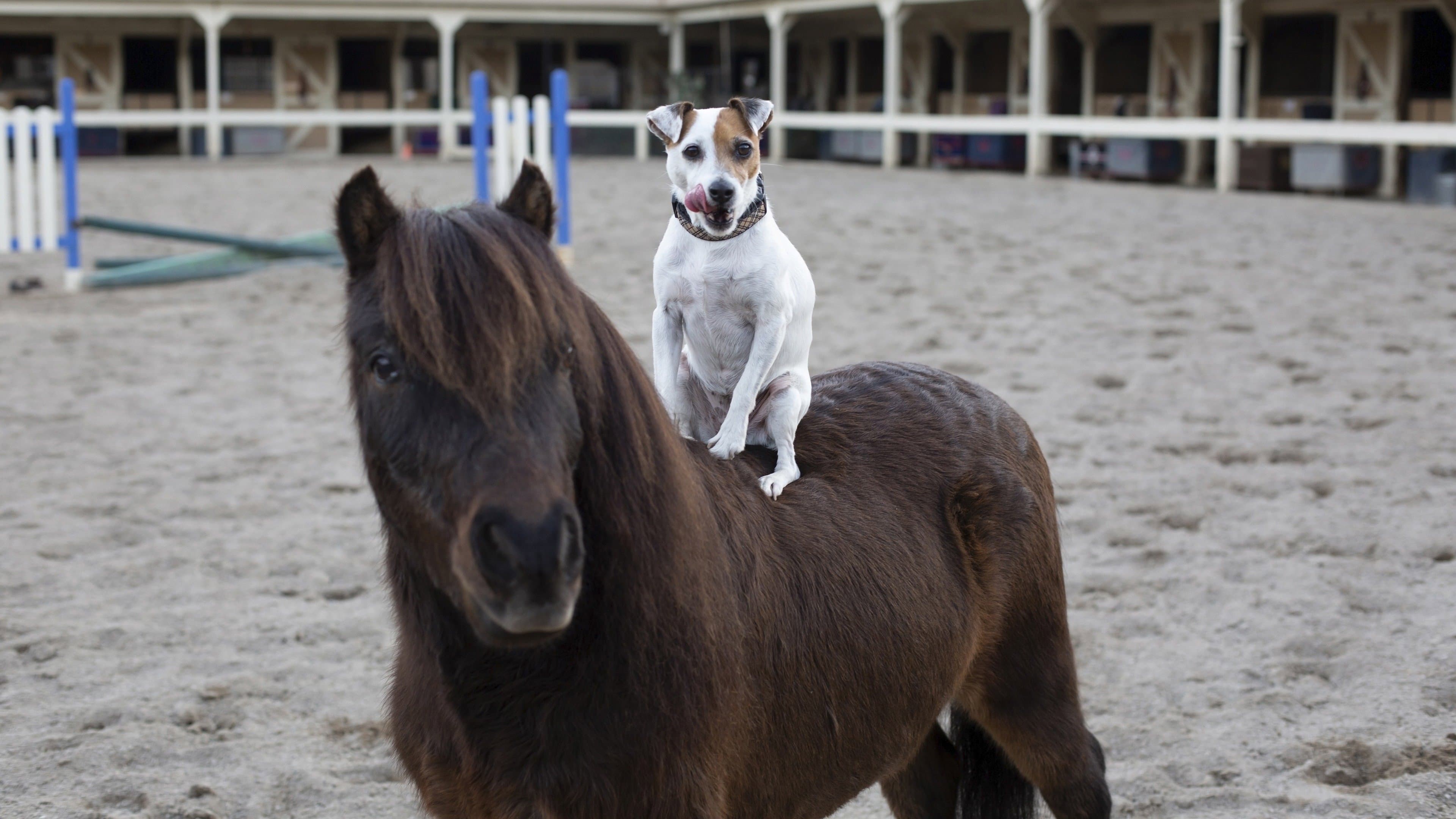 Adventures of Dally and Spanky - immagine