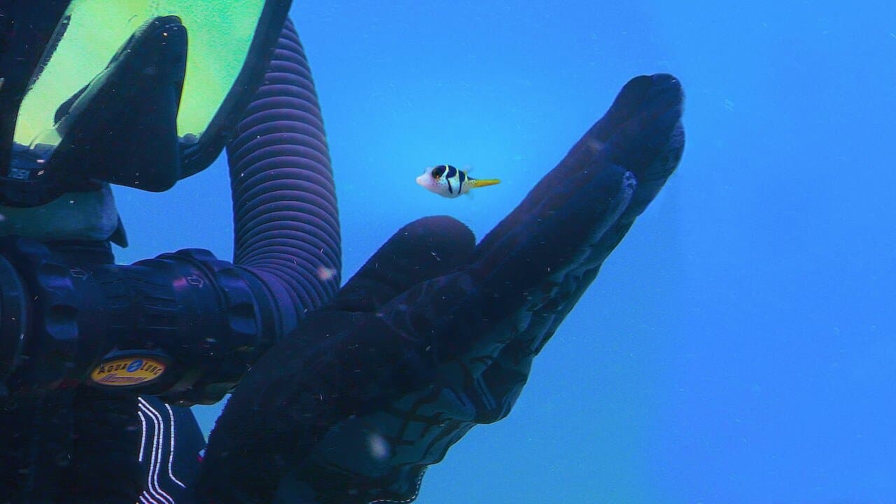 Pallino e le meraviglie della barriera corallina - immagine