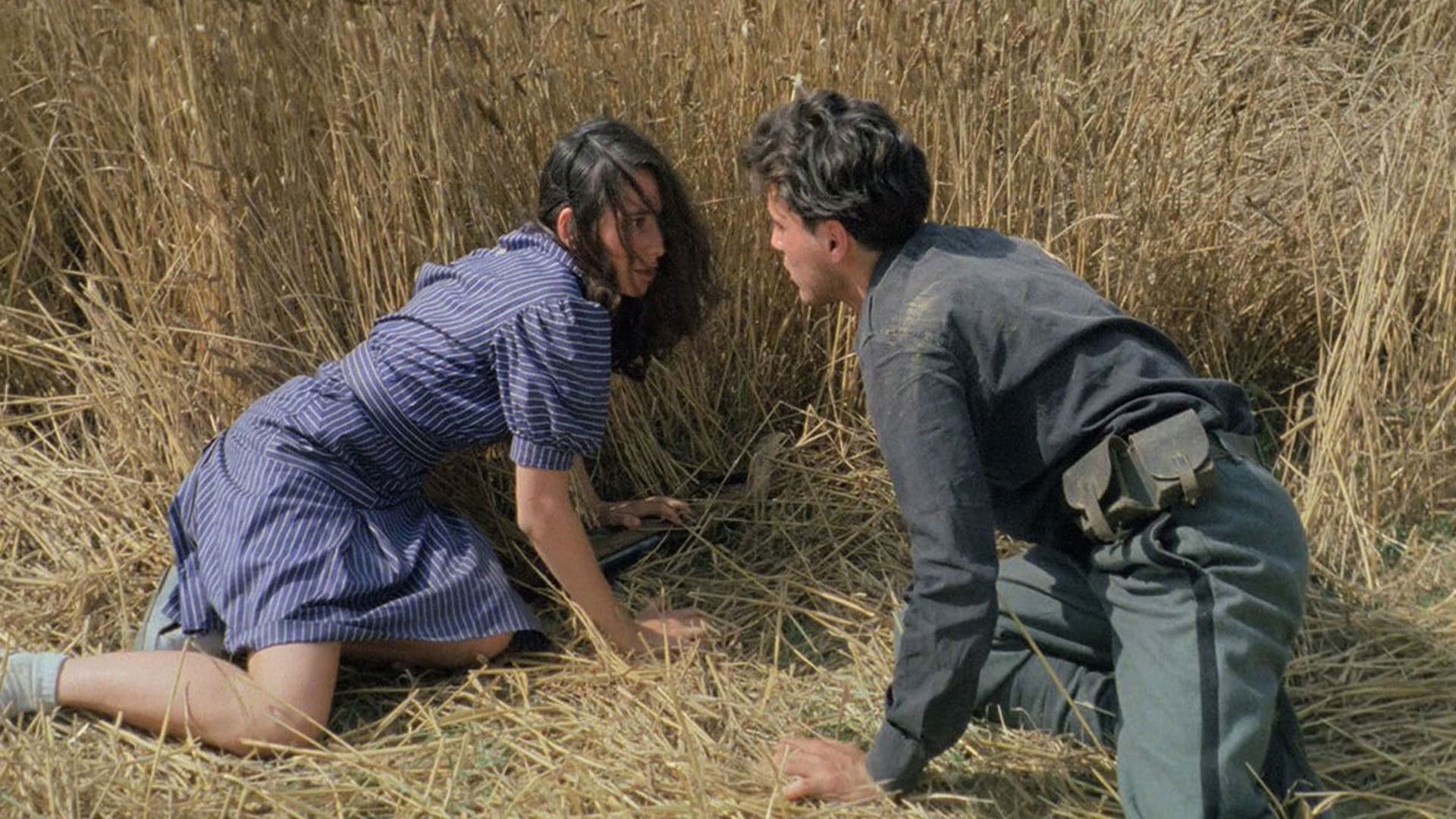 La notte di San Lorenzo - immagine