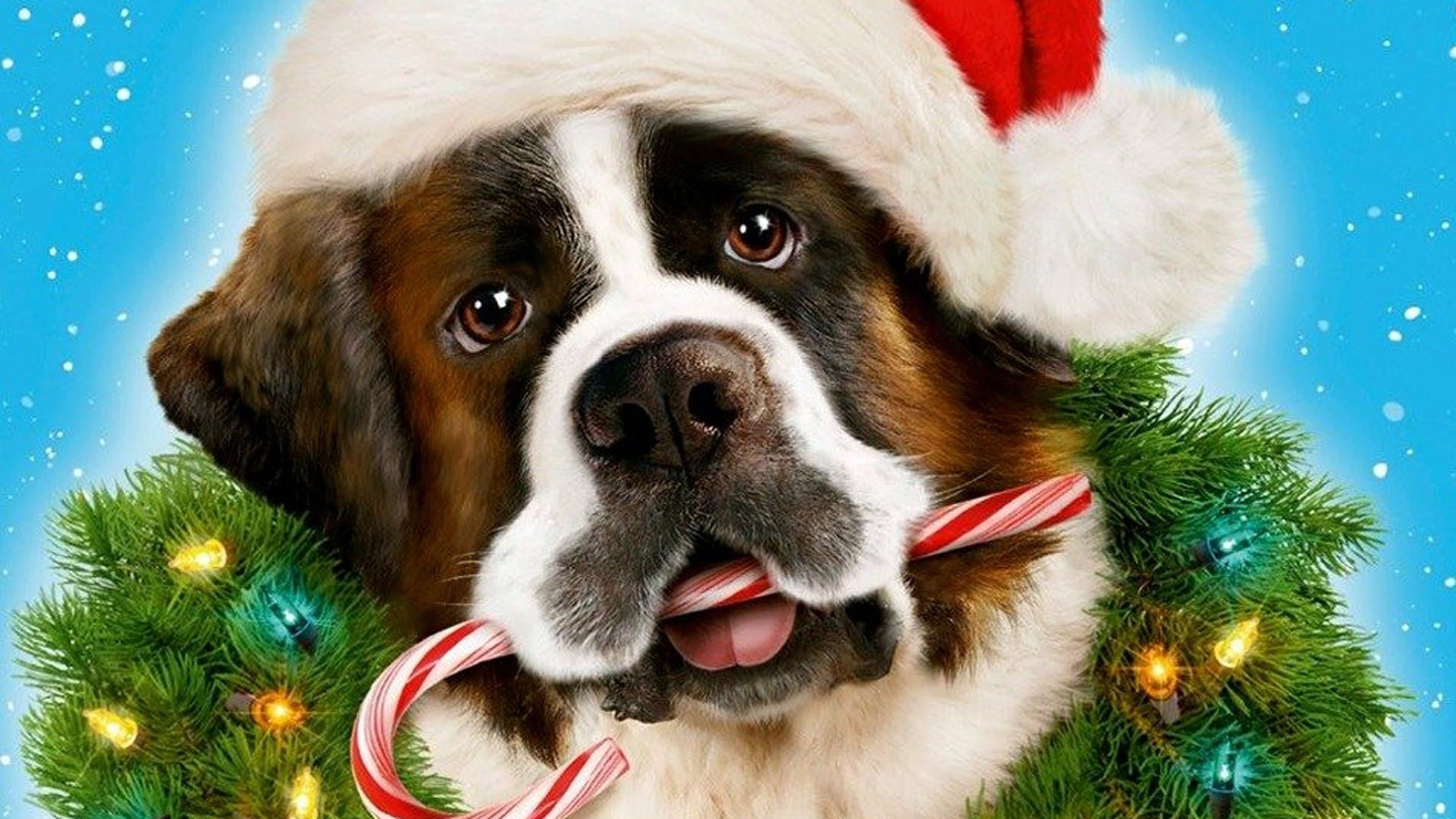 Beethoven - L'avventura di Natale - immagine