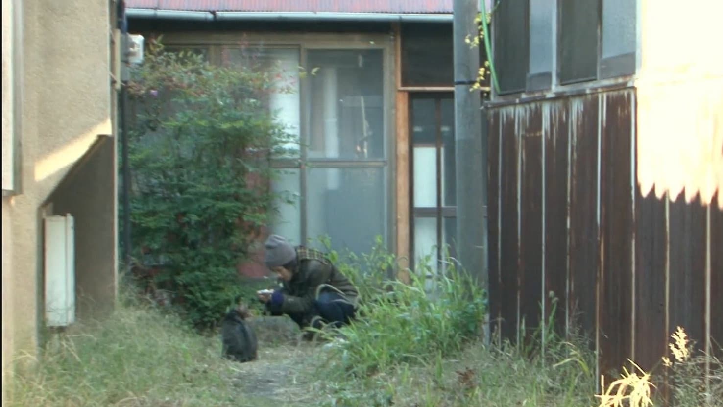私は猫ストーカー - immagine