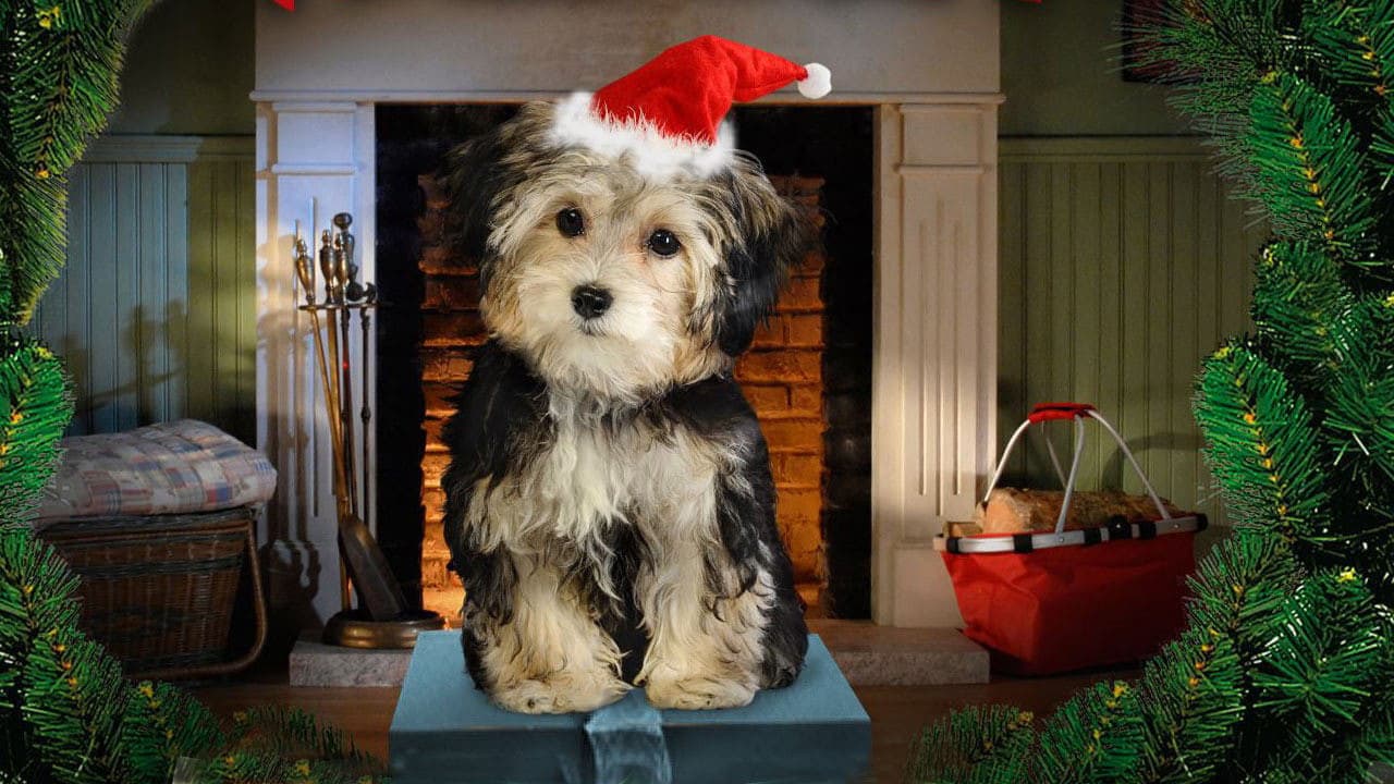 Supercuccioli a Natale - immagine