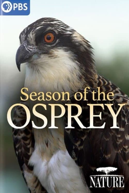 Poster di Season of the Osprey