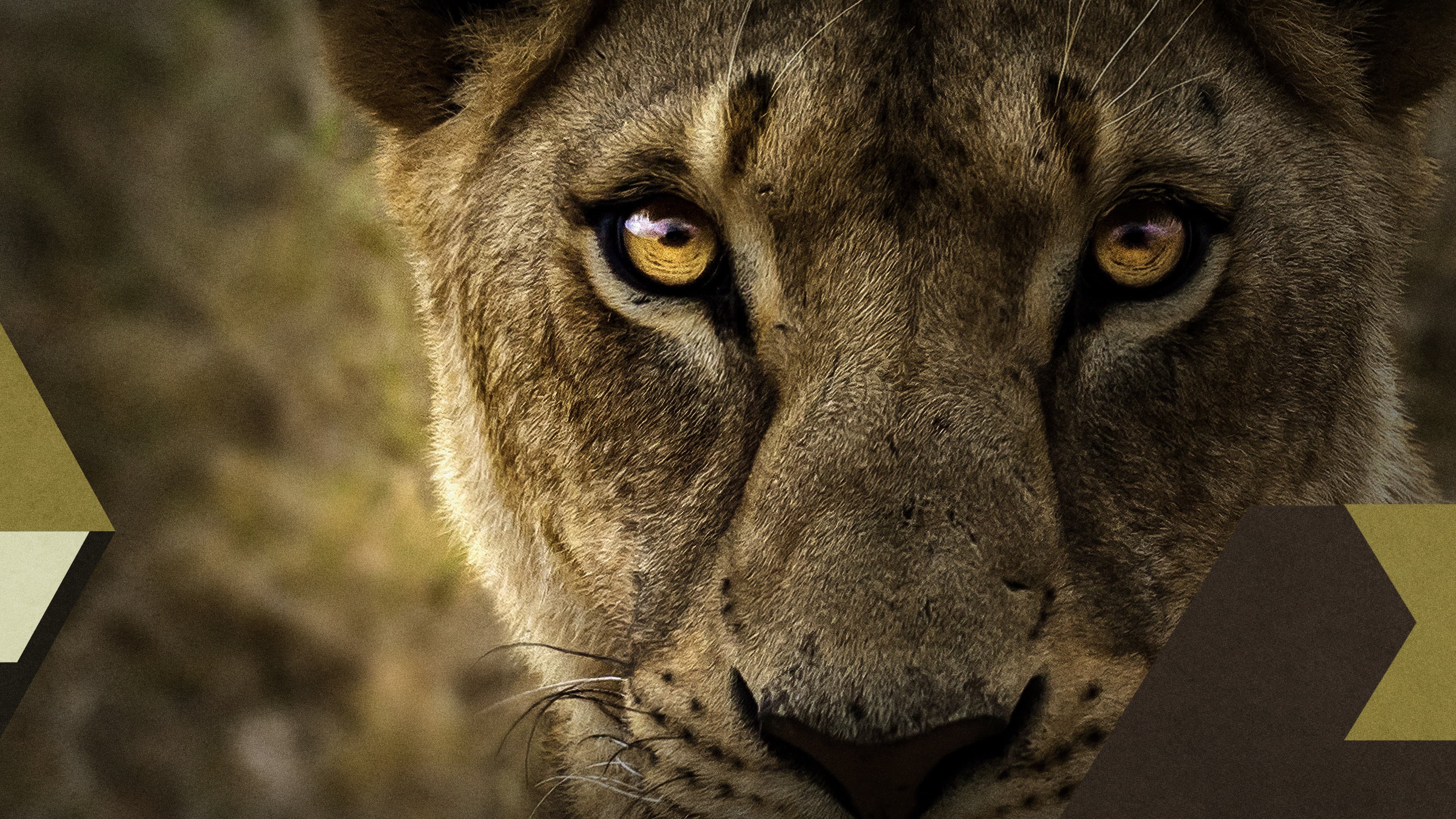 Malika the Lion Queen - immagine