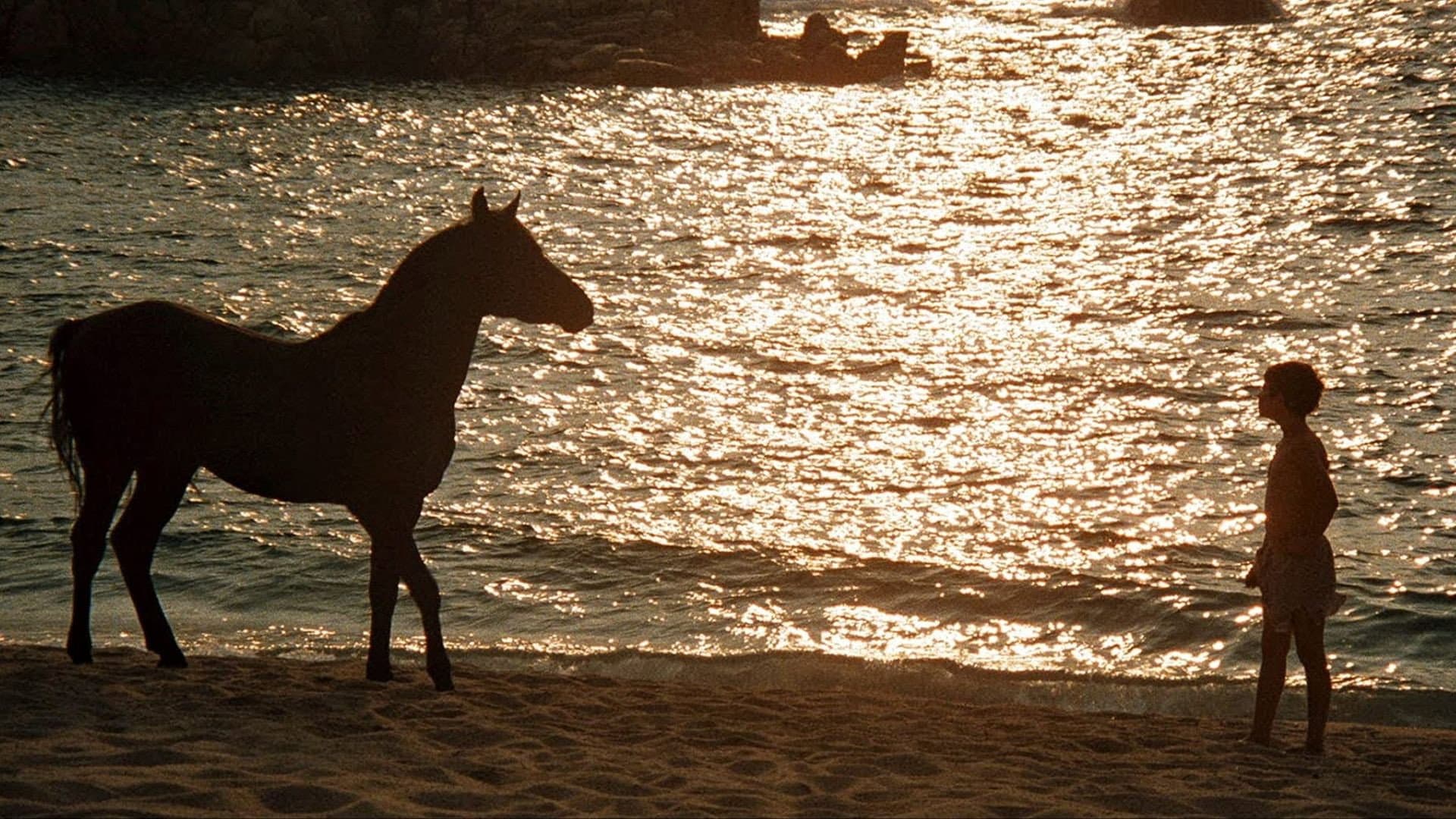 Black Stallion - immagine