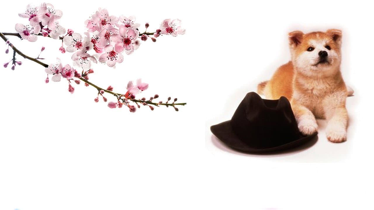 hachiko monogatari - immagine