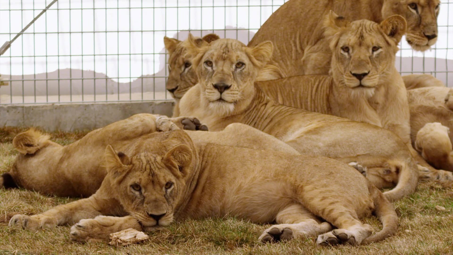 Lion Ark - immagine