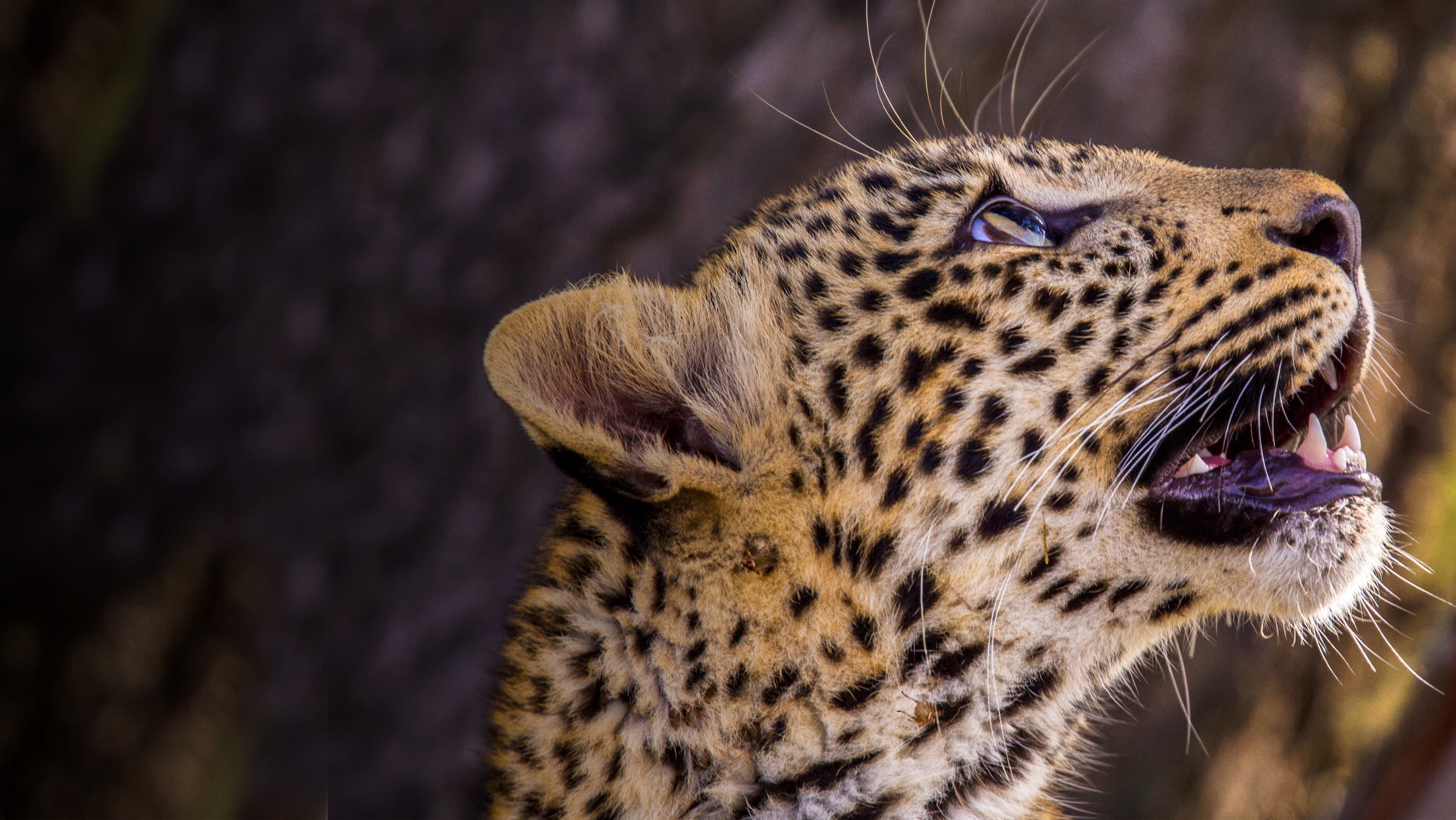 Jade Eyed Leopard - immagine