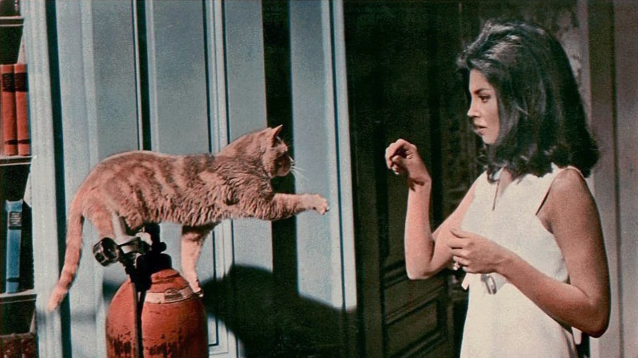 Il terrore negli occhi del gatto - immagine