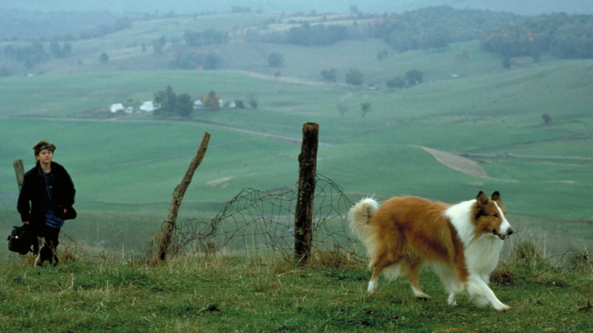 Lassie - immagine