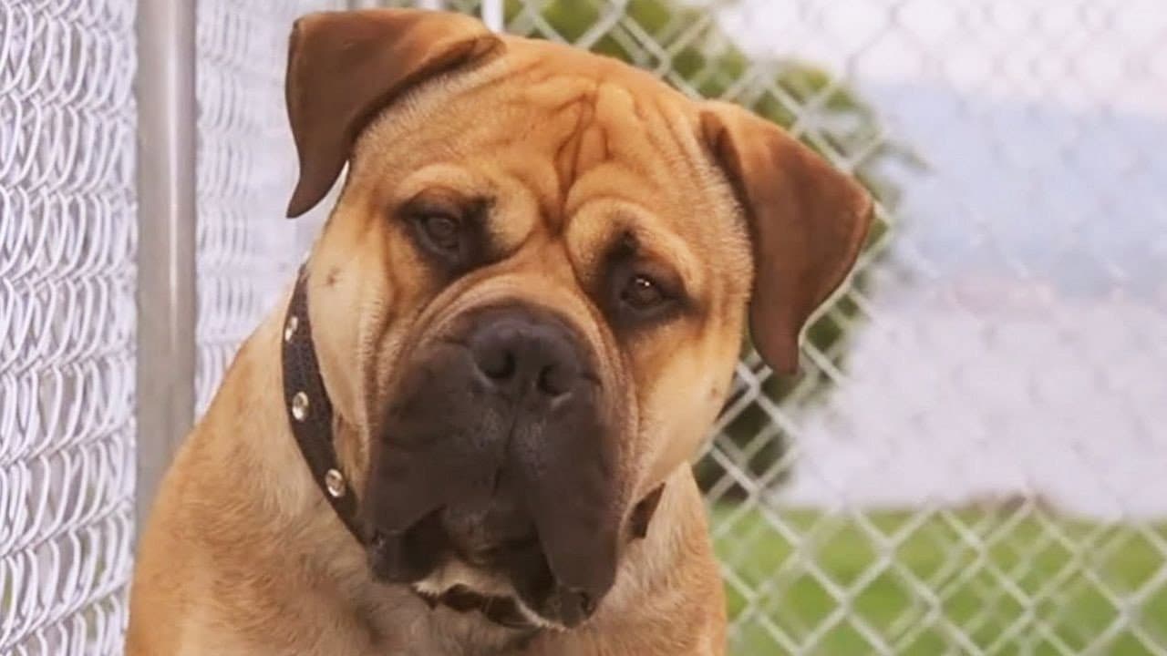 Spot - Supercane anticrimine - immagine