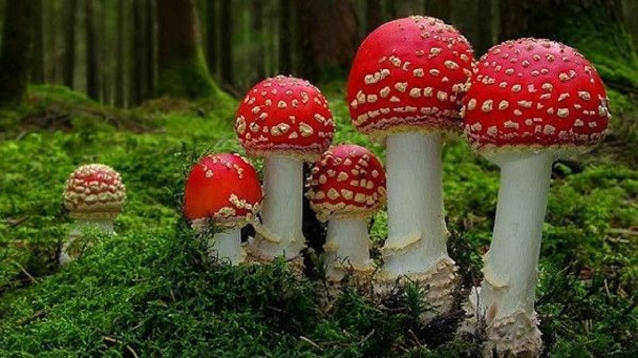 Funghi fantastici - immagine