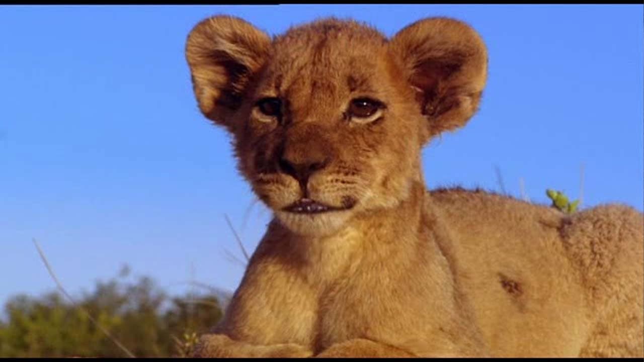 Due cuccioli nella savana - immagine