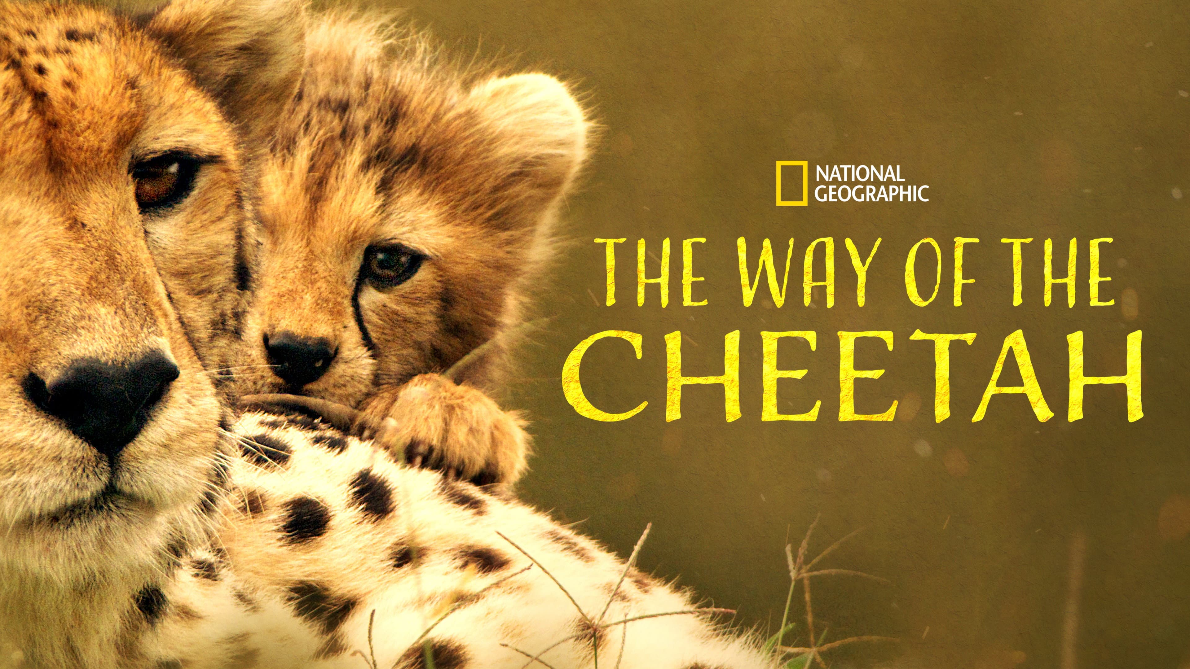 The Way of the Cheetah - immagine