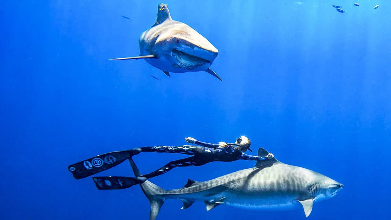 Saving Jaws - immagine
