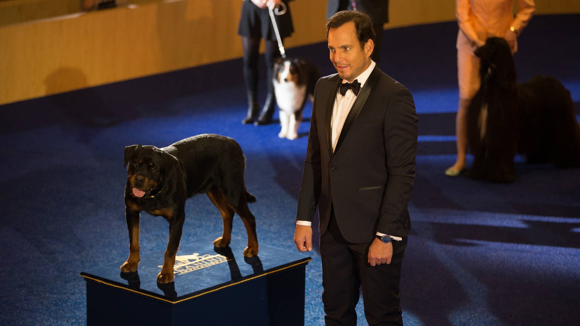 Show dogs - Entriamo in scena - immagine