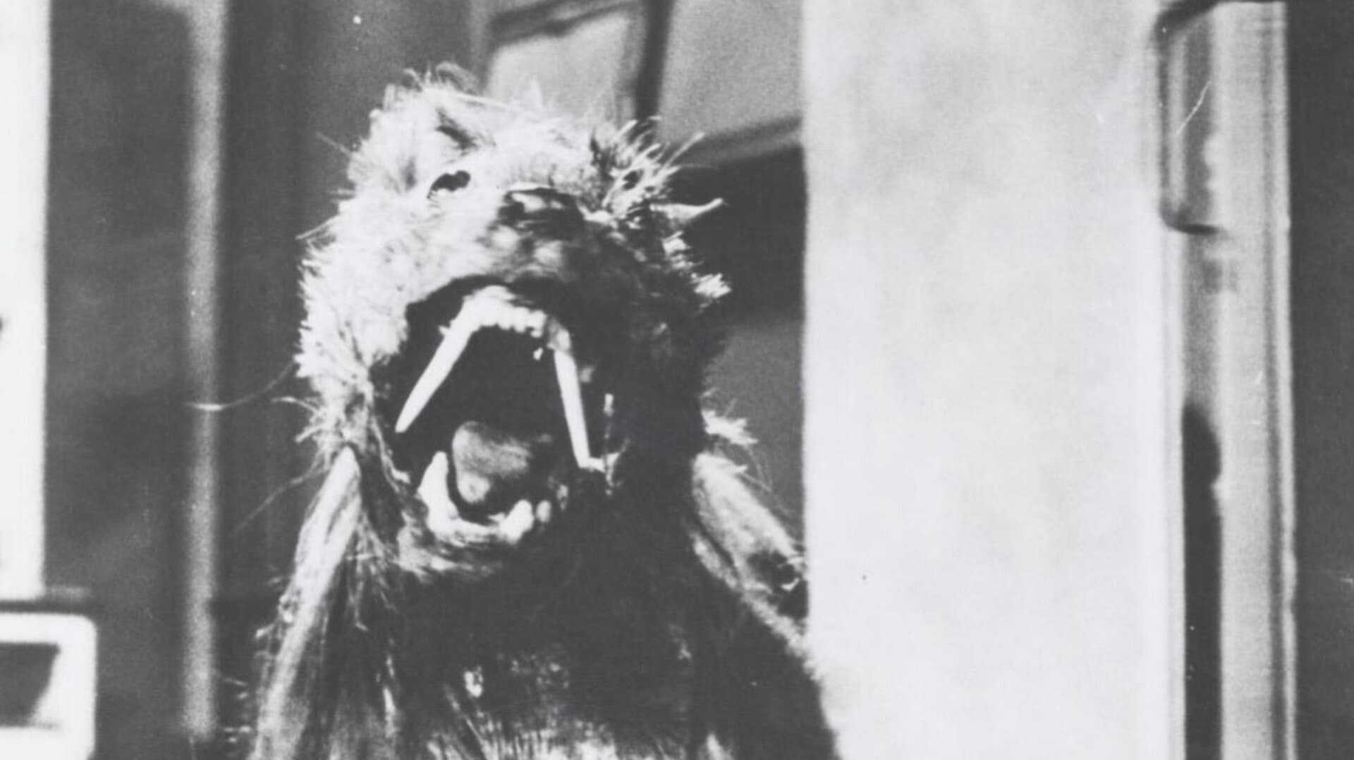 The Killer Shrews - Toporagni assassini - immagine