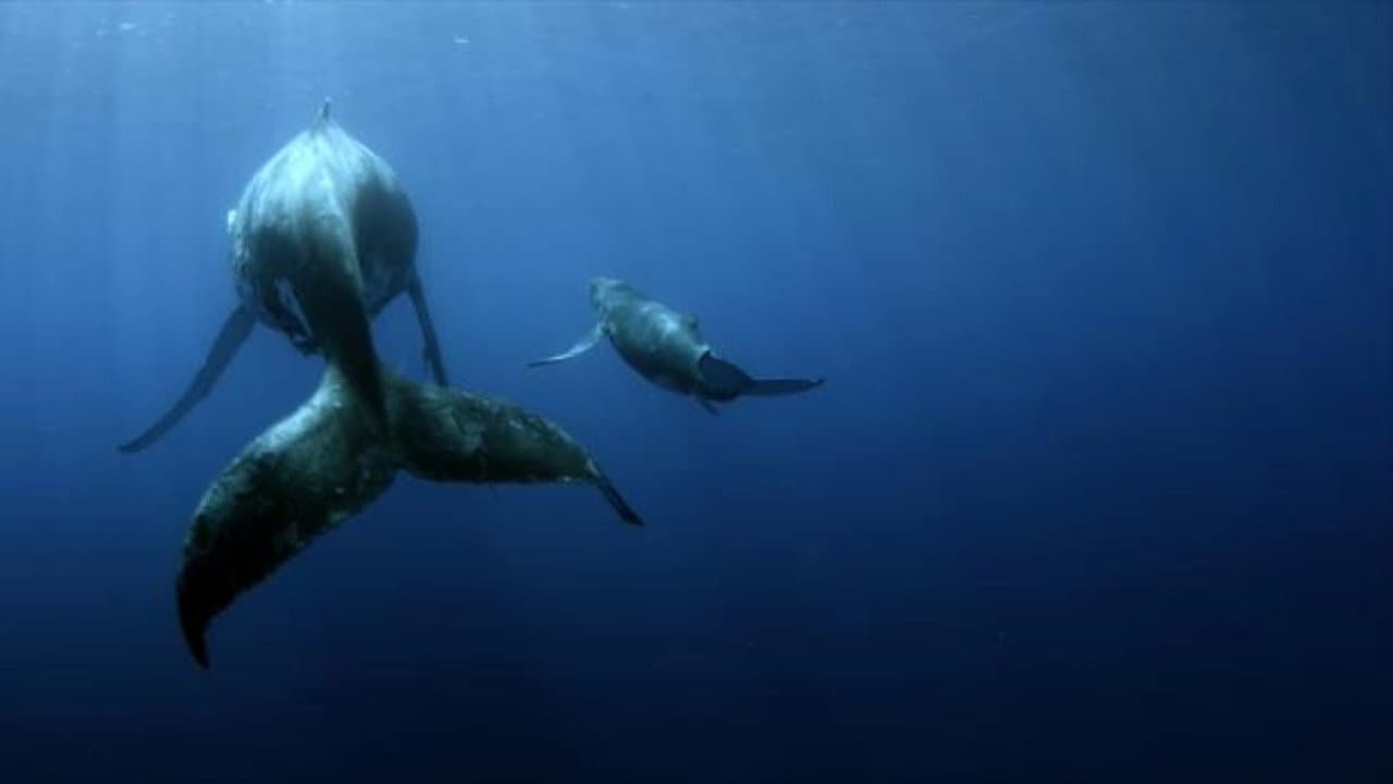 Sonic Sea - immagine