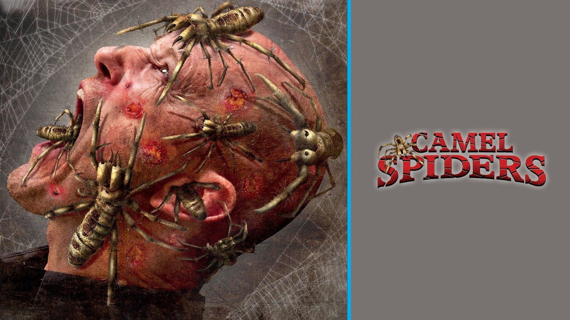 Camel Spiders - immagine