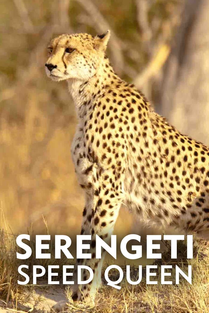 Poster di Serengeti Speed Queen