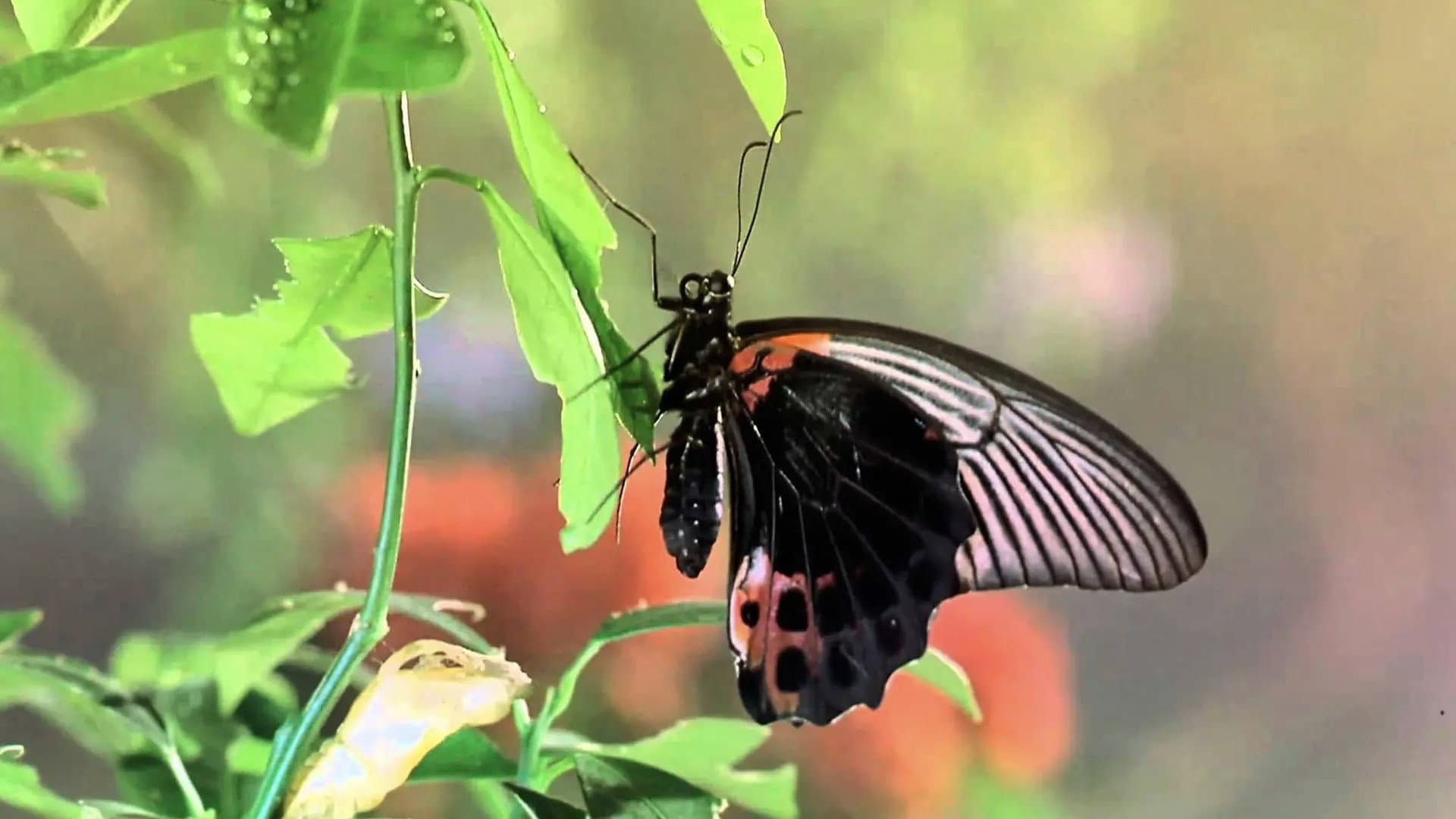 Bugs! - immagine