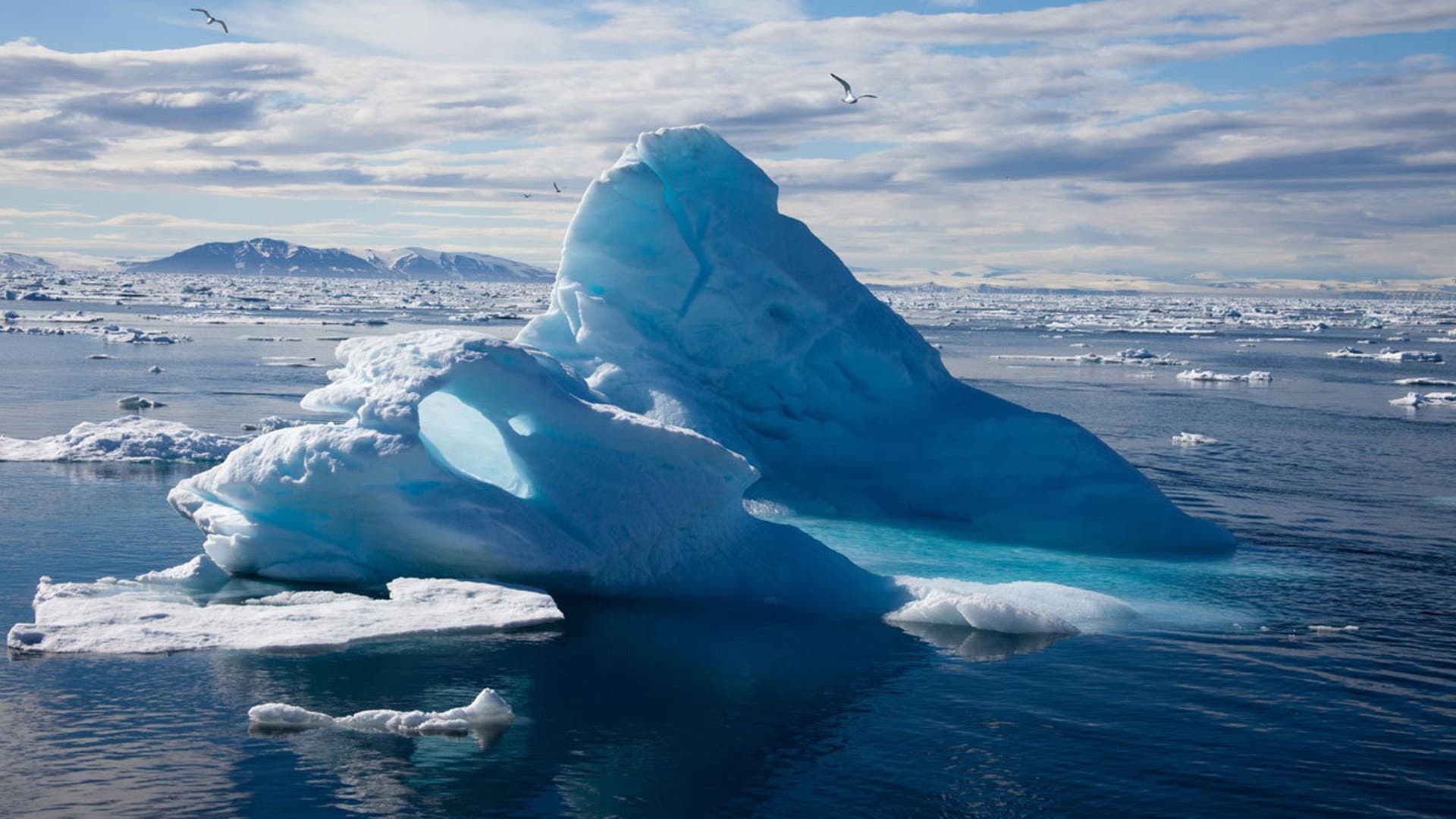To the Arctic 3D - immagine