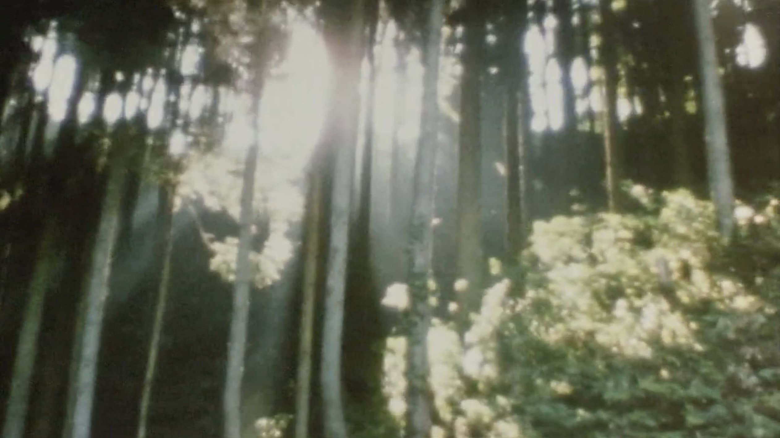 萌の朱雀 - immagine