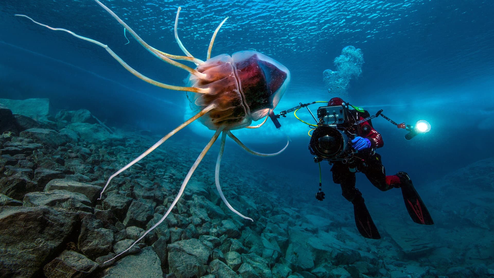 Planète Méditerranée - immagine