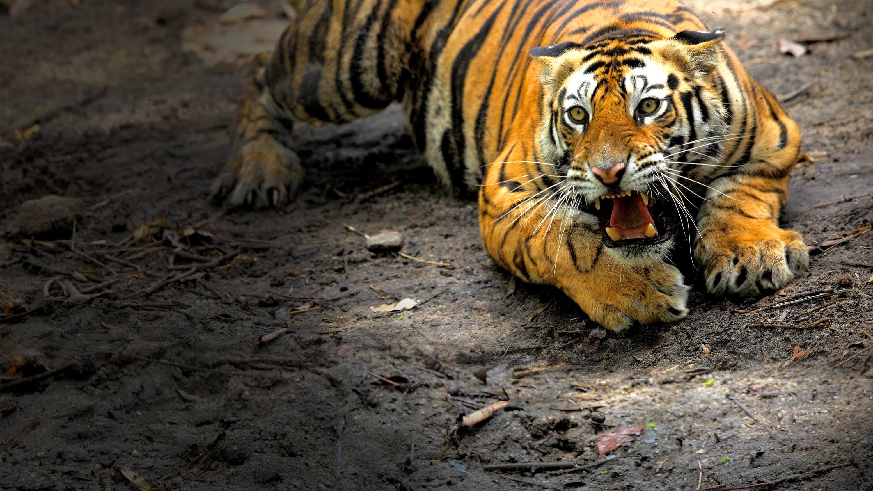 Counting Tigers - immagine