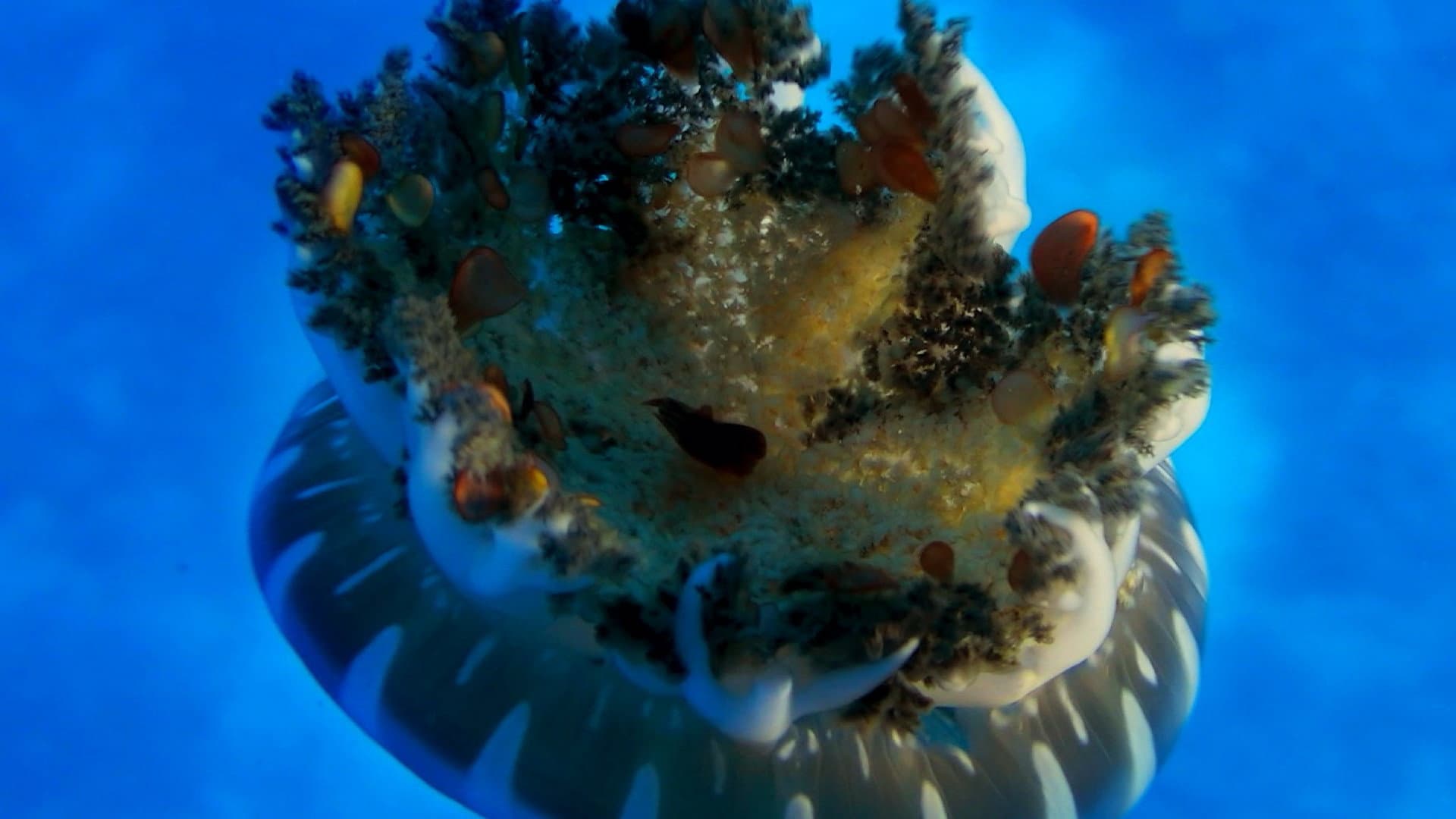 Le meraviglie del mare - immagine