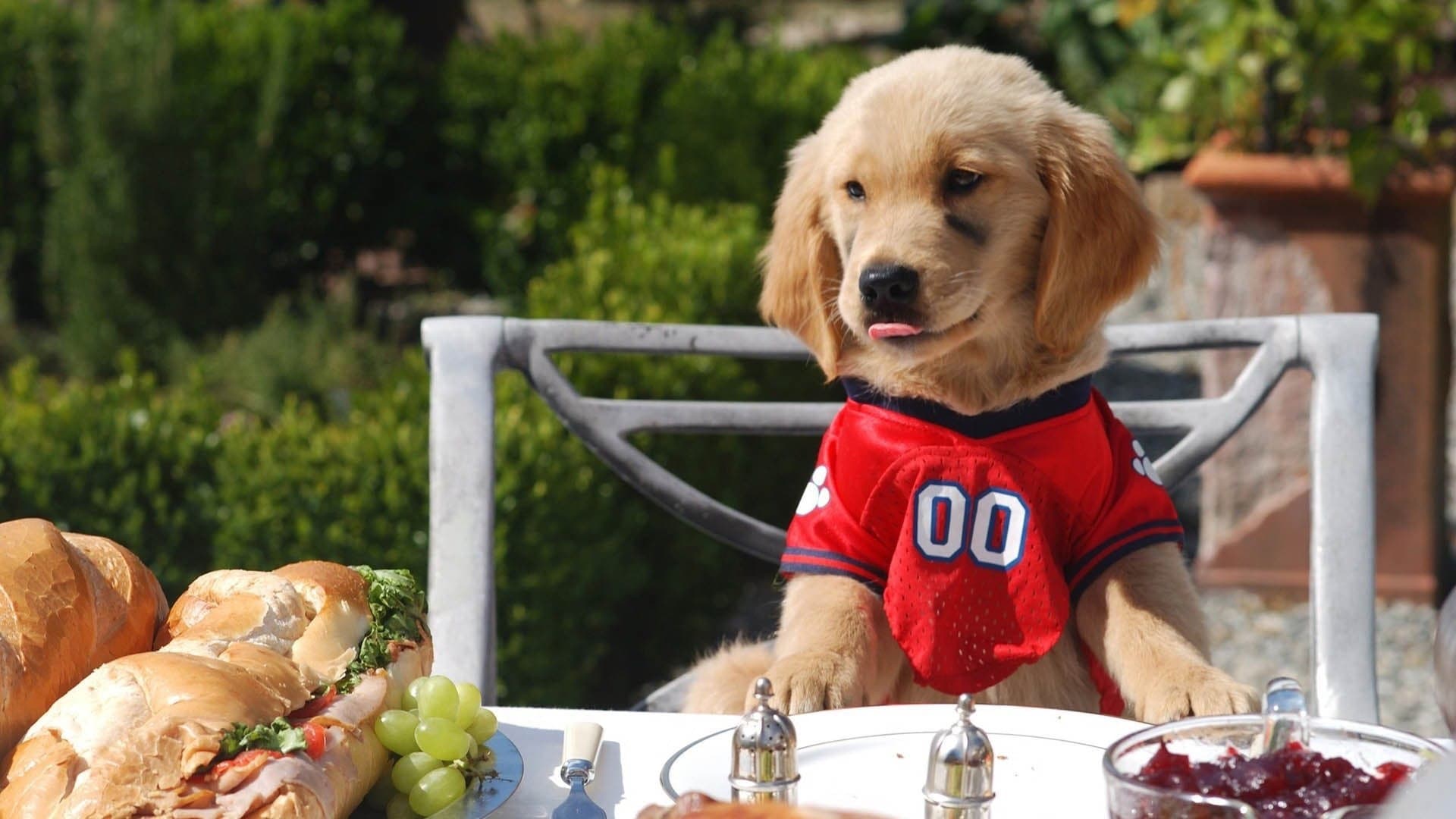 Air Buddies - Cuccioli alla riscossa - immagine
