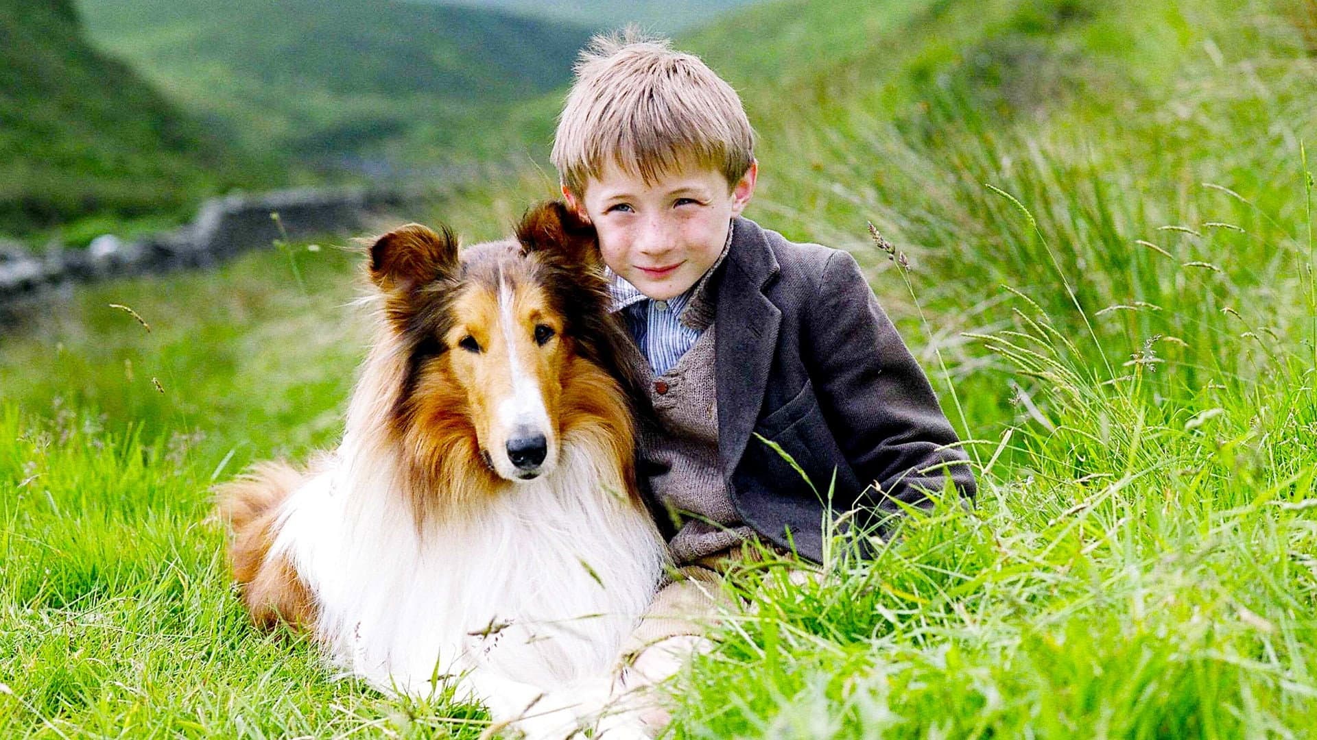 Lassie - immagine