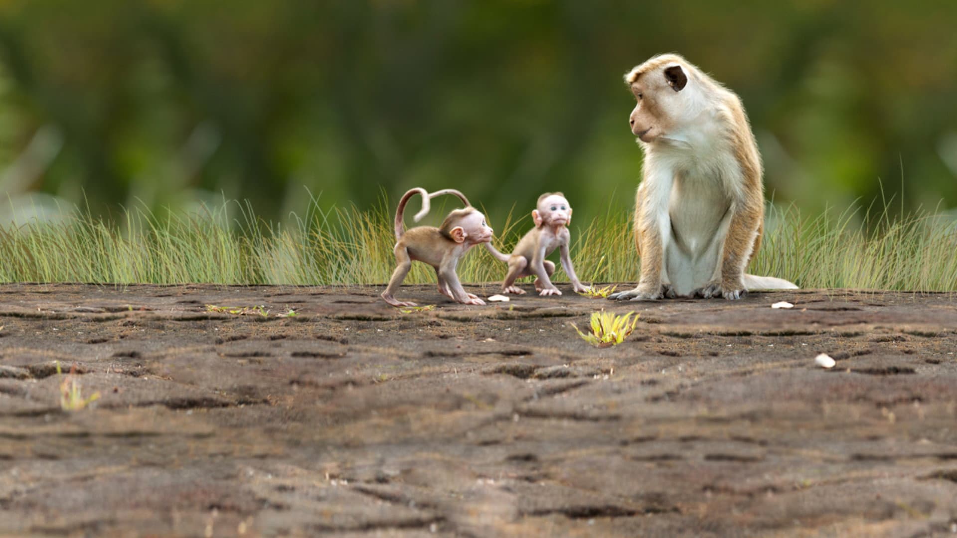 Monkey Kingdom - immagine