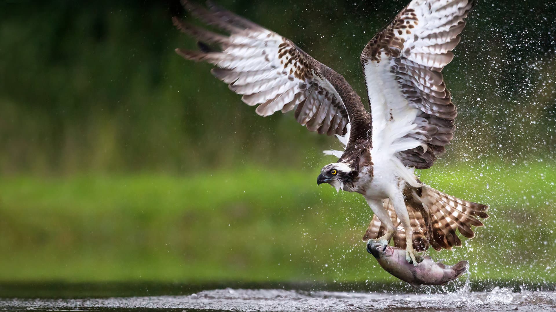 Osprey: Sea Raptor - immagine
