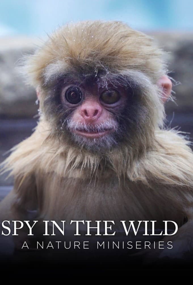 Poster di Spy in the Wild